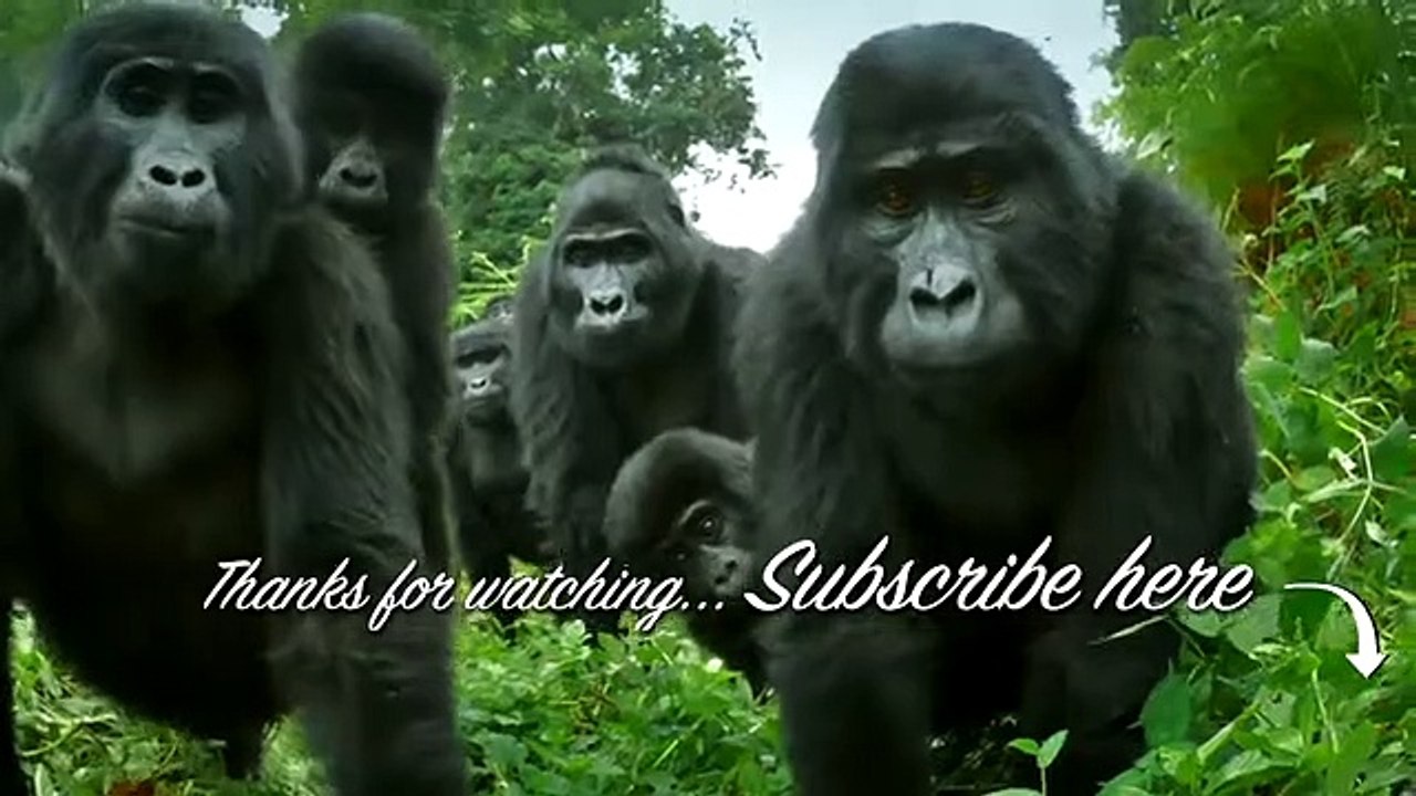 Robotic Spy Walrus - Don't Wake A Snoring Walrus!