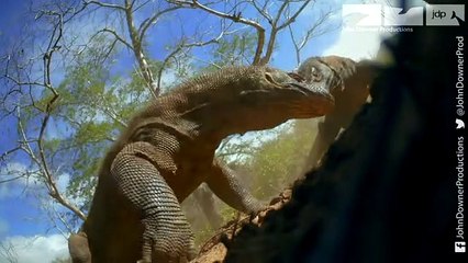 Robot Spy Pig Meets Komodo Dragons - It Doesn't End Well!
