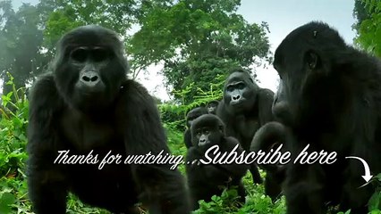 Will Robotic Spy Chick Become The Giant Petrel's Next Victim