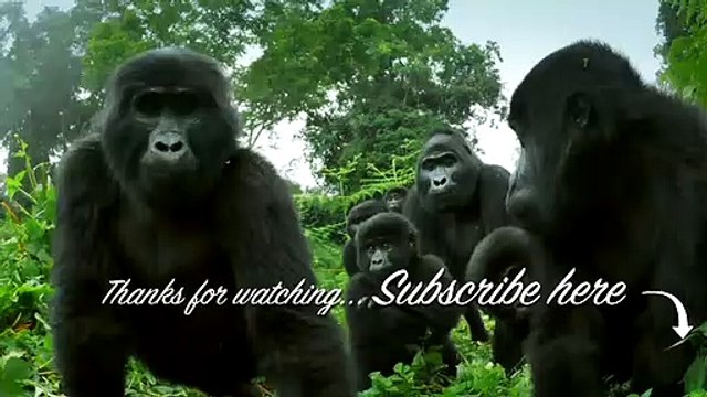 Elephant Seal Fight! Robot Spy Penguin Needs Backup From Spy Elephant Seal!