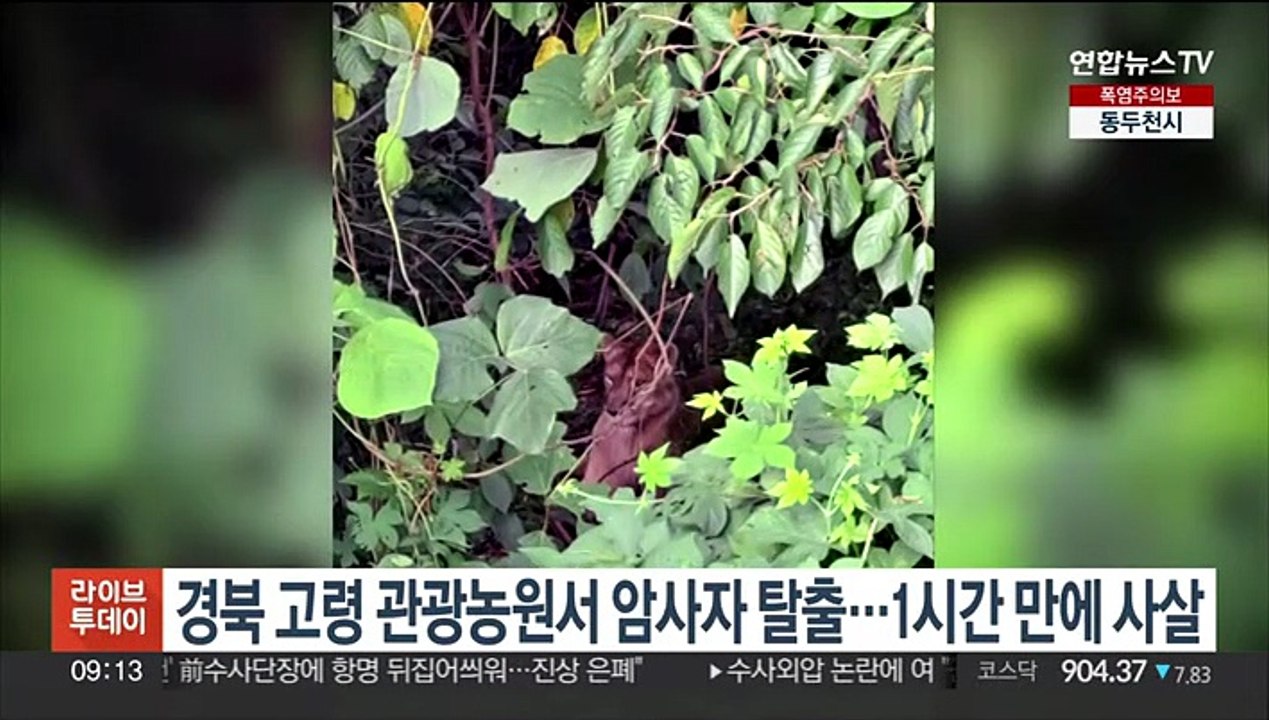 경북 고령 관광농원서 암사자 탈출…1시간 만에 사살