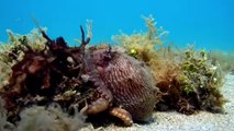 Robotic Spy Octopus Lends a Helping Tentacle