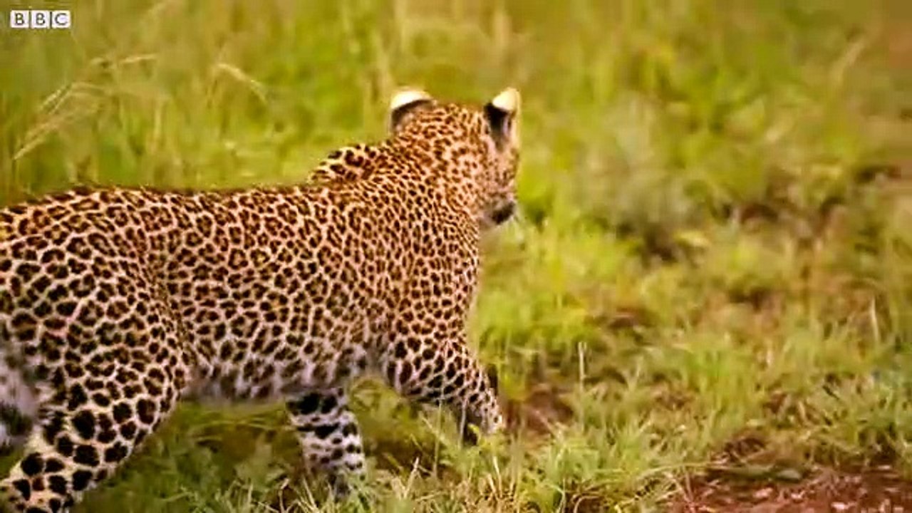 Funny Leopard Cubs V Dwarf Mongoose