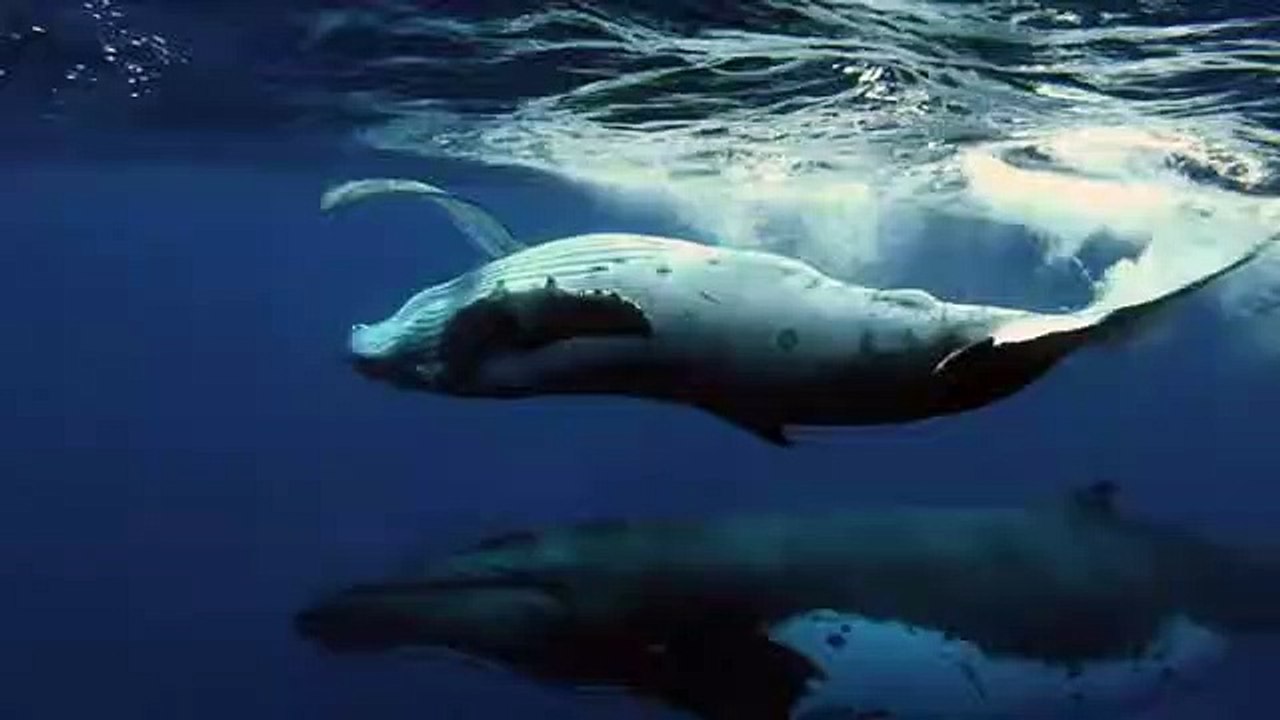 Robot Spy Dolphin & Spy Whale Encounter Baby Humpback Whale - But Trouble Lurks Beneath The Surface!
