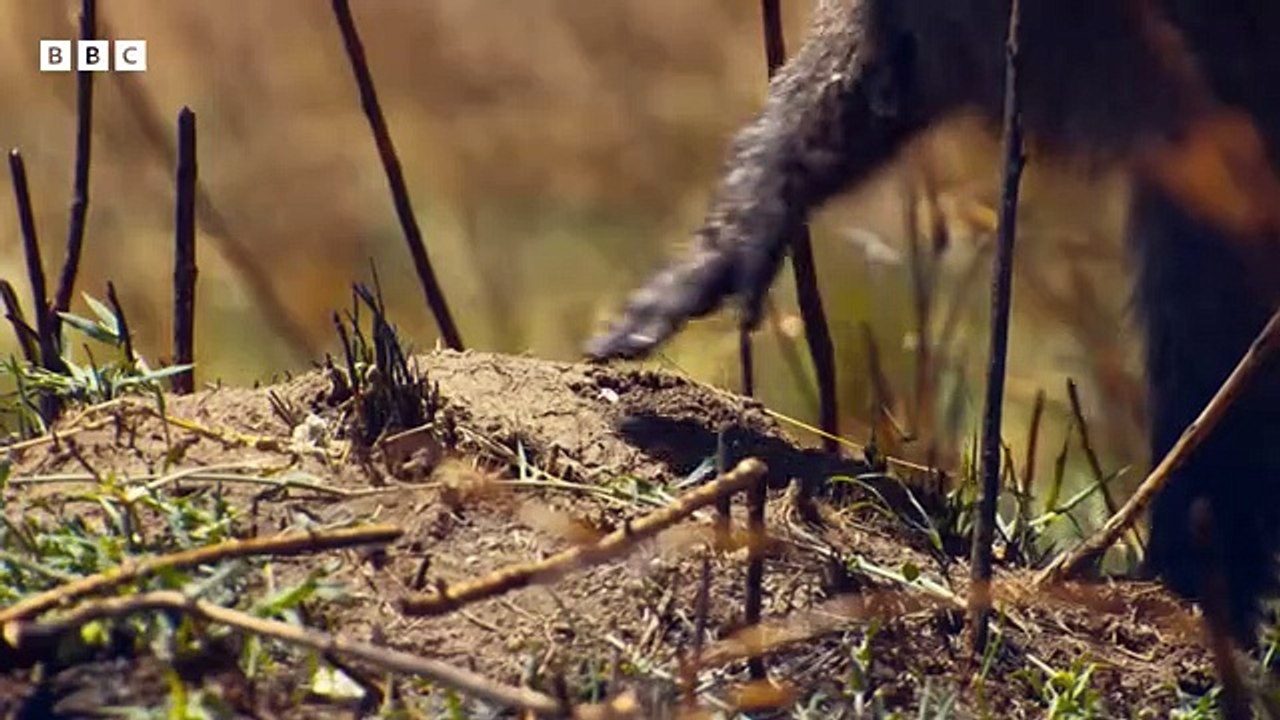 Bees Attack Baboons!