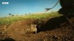 Lions Hunt Warthogs - But Do They Have An Escape Plan