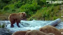 Robot Spy Salmon Joins Spy Bear But Will He Be On The Grizzly Bears' Menu