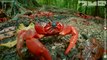 Robotic Spy Crab Plays Own Version Of Frogger On Christmas Island!