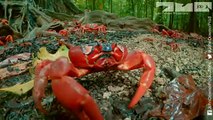 Robotic Spy Crab Plays Own Version Of Frogger On Christmas Island!