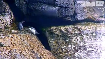 Robot Spy Rockhopper Penguin Deploys A Secret Weapon!