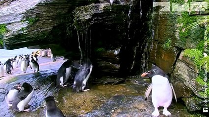 Robotic Spy Penguin Watches Rockhoppers Shower!