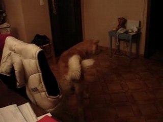 akita inu Rokk vocalise