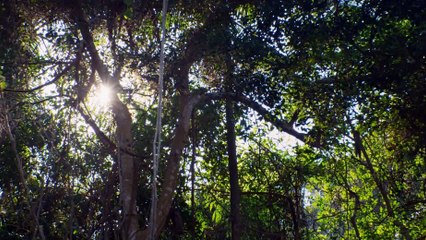 Crocodilos: A Morte Te Espera | movie | 2020 | Official Trailer