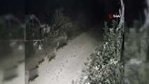 Yalova'da köy merkezine inen domuz sürüsü kamerada