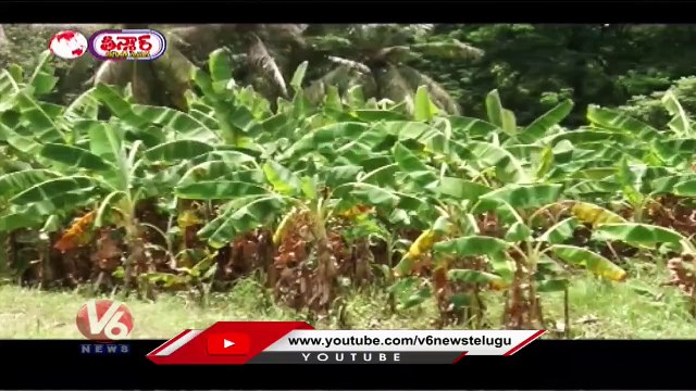 Organic Farming In Nehru Zoological Park , Staff Feeds Wild Animals | V6 Weekend Teenmaar