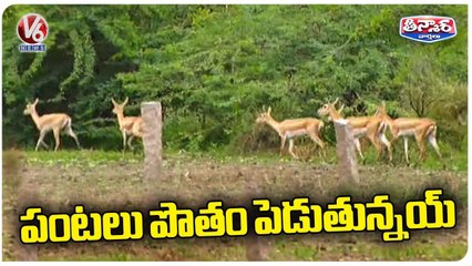 Deer's Damaging Crops At Narayanpet District | V6 Weekend Teenmaar