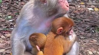 Twins baby monkey