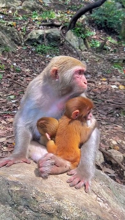 Twins baby monkey