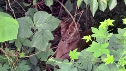 경북 고령 동물농장 탈출 암사자 사살 / YTN