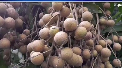 अब भूल जाइए मुजफ्फरपुर की लीची! यहां हो रही है फल लौंगन की खेती, जानिए खासियत