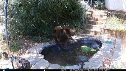 L'ours noir découvre comment arrêter une fontaine d'eau