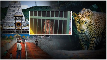 TTD Alert... తిరుమల అడవుల్లో ఒక్కరోజే 6 చిరుతలు గుర్తింపు.. 500 సీ సీ కెమెరాలతో... | Telugu OneIndia