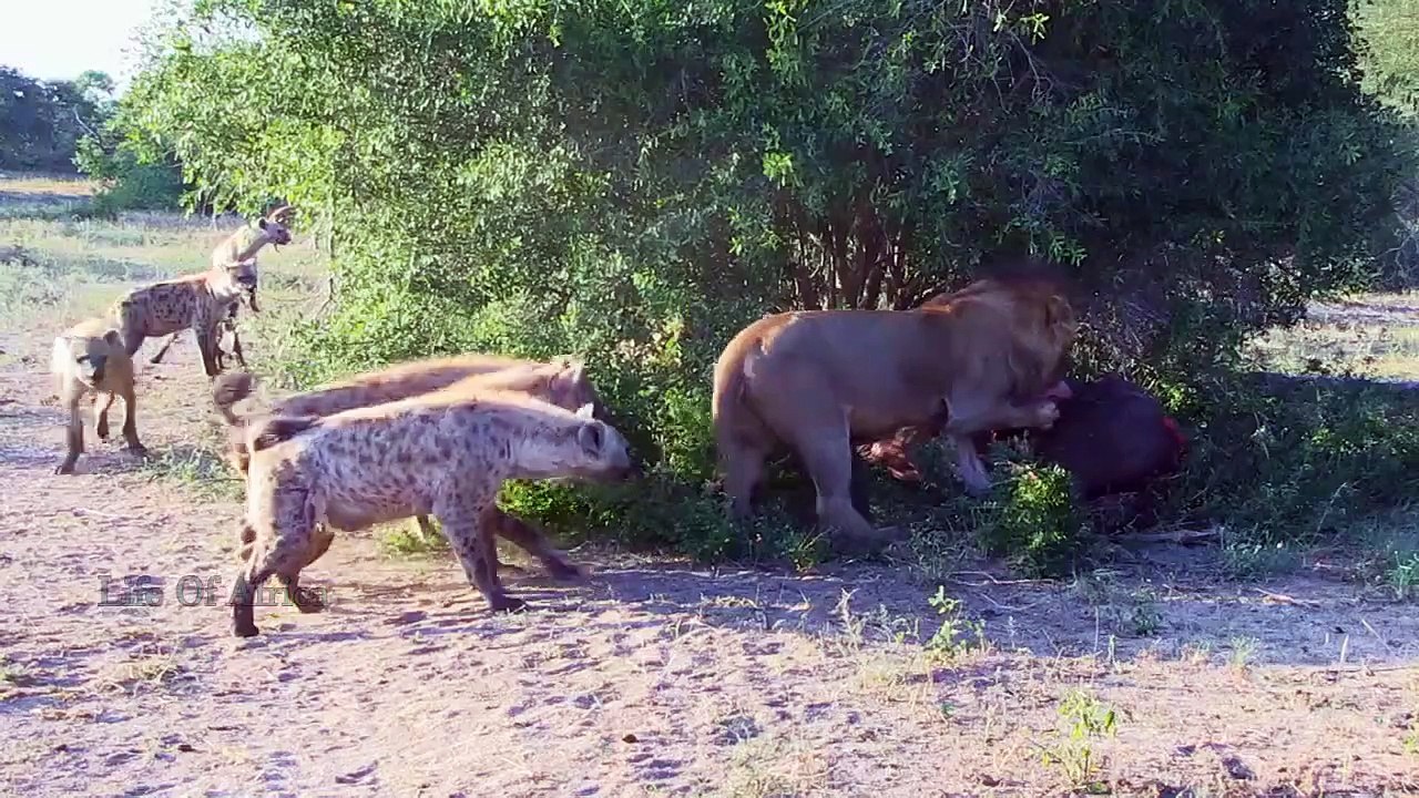 52.25 OMG   Hyena VS Lion's Scary Revenge   Hyenas Gang Suddenly Attacked The Lion! Lions Fight For Lif