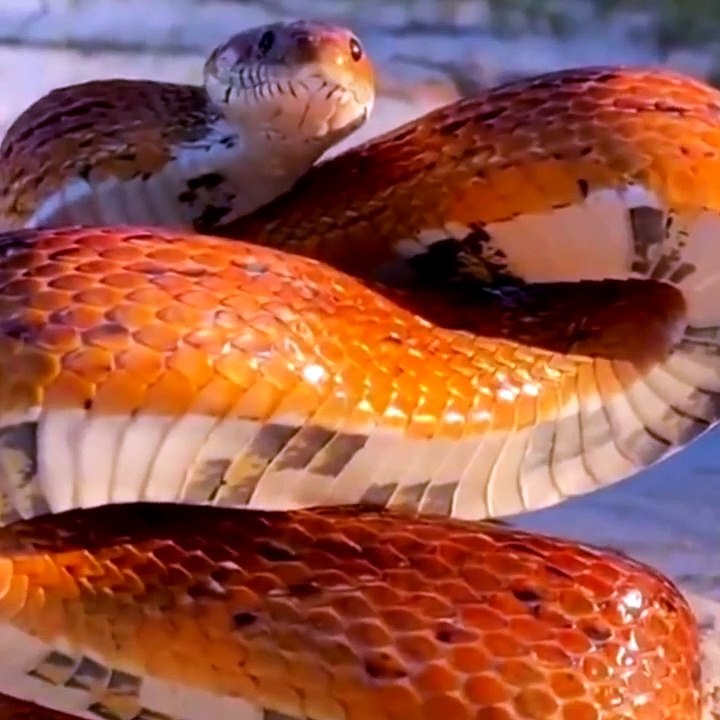 Corn Snake defense posture Posture de défense du serpent des blés