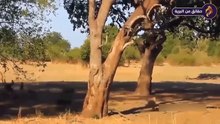 Unbelievable.. leopard finally decided to take revenge on wild dogs but what happened was unexpected