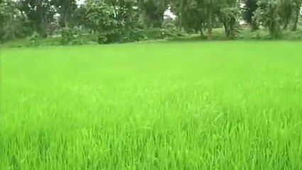 अनूपपुर: जिले में नरम पड़ा मानसून,बारिश न होने से बढ़ रही गर्मी और उमस