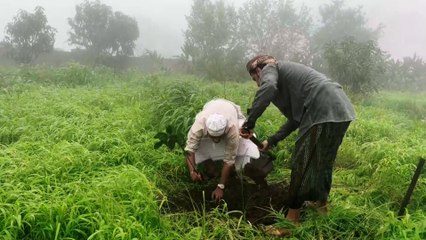 سهل صلالة درة السياحة العمانية لتميزه بزراعة الفاكهة الاستوائية