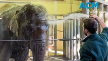 Taronga Zoo elephants get spa treatment for World Elephant Day