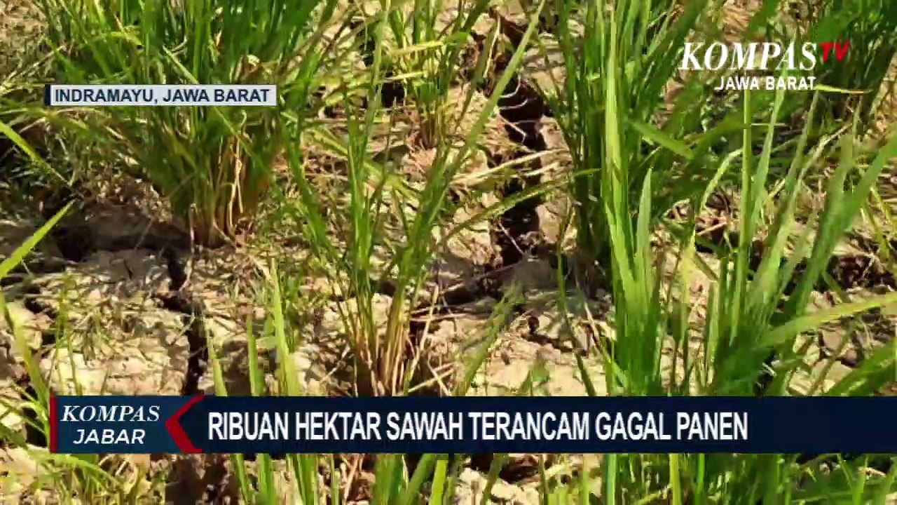 Antisipasi Gagal Panen Petani Gunakan Sumur Pantek
