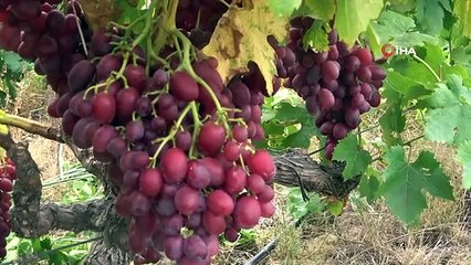 Mersin'de 13 ülkeden 450 çeşit üzüm yetiştiriliyor