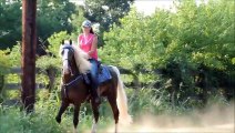 Golden Bronze Palomino Tennessee Walking Horse Stallion