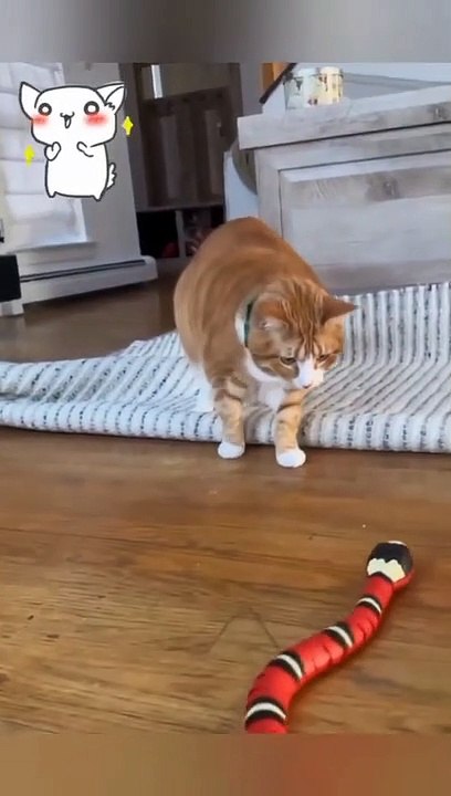 Funny_Cats_Videos__Funniest_Animals_