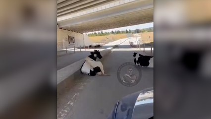 Sıcaktan bunalan inekler alt geçide sığındı