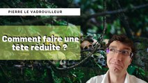 Comment faire une Tsantsa (tête réduite) ?