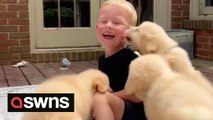 Little boy in stitches as four golden retriever puppies shower him with snuggles