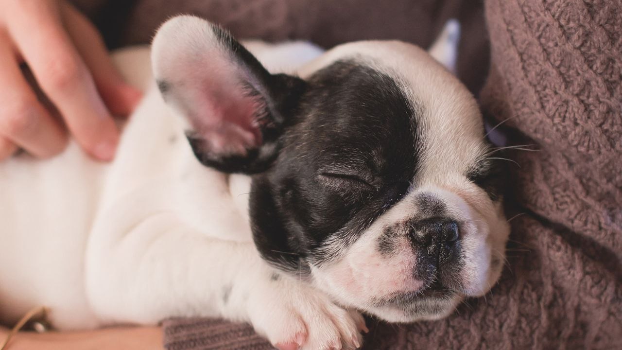 Survey finds the most common pet-related myths pet parents still believe