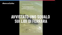 Avvistato uno squalo sui lidi di Ferrara