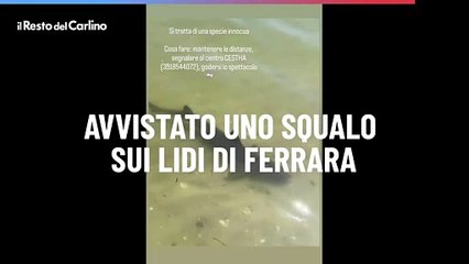 Avvistato uno squalo sui lidi di Ferrara