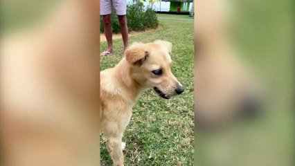 Family adopt 'adorable' blind stray dog they met on holiday in Mauritius
