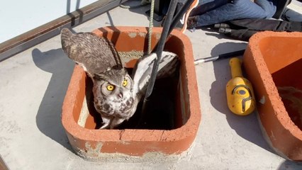 Two Owls Rescued From Chimney | Wild-ish TV