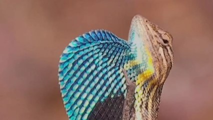 'Fan-Throated Fever' - Gorgeous lizard rockin' Elvis moves in the wild