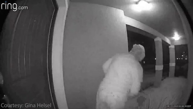 Moment woman comes face to face with bear lurking on her doorstep