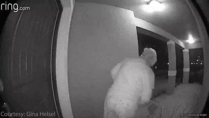 Moment woman comes face to face with bear lurking on her doorstep