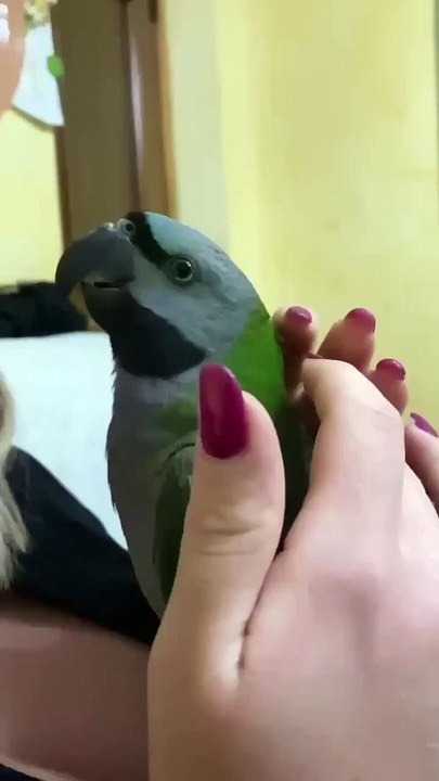 Parrot_copies_his_owner_s_cough