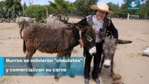 “Burrolandia” busca conservación de burros ante alerta de peligro de extinción