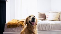 Nach dem Tod ihres Hundes: Überraschender Brief vom Tierarzt